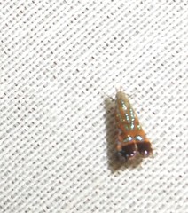 Tricyanaula aurantiaca