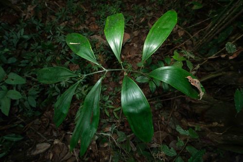 Zamia macrochiera