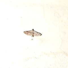 Sufetula sunidesalis