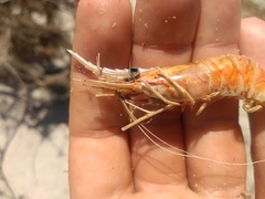 Macrobrachium amazonicum