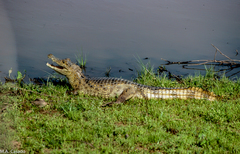 Caiman crocodilus crocodilus