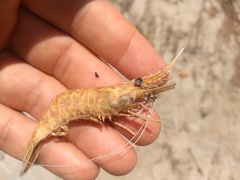 Macrobrachium amazonicum