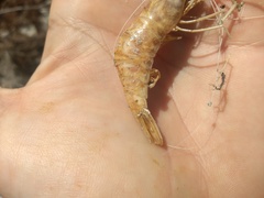 Macrobrachium amazonicum