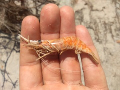 Macrobrachium amazonicum