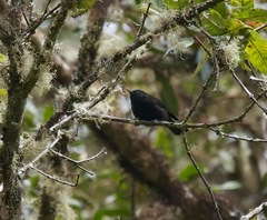 Conirostrum albifrons