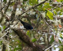 Conirostrum albifrons