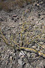 Parkinsonia praecox