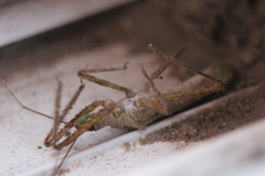 Zelus renardii