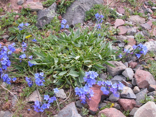 Mertensia tweedyi, photograph 6