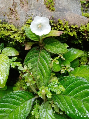 Phinaea multiflora