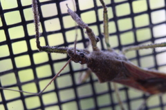 Zelus renardii