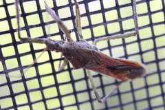 Zelus renardii
