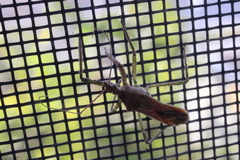 Zelus renardii