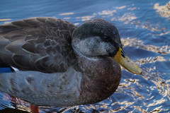 Anas platyrhynchos × zonorhyncha