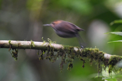 Microbates cinereiventris