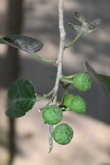 Ficus pertusa
