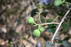 Ficus pertusa
