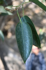 Ficus pertusa