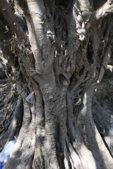Ficus pertusa