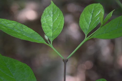 Calycanthaceae image