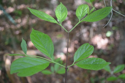 Calycanthaceae image