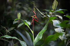 Heliconia vaginalis image