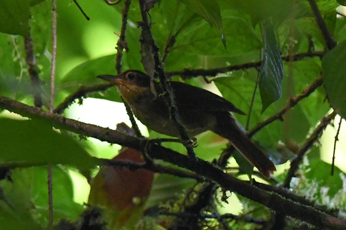 Fawn-throated Foliage-gleaner (Automolus cervinigularis), photo 6