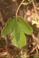 Thouinia tomentosa