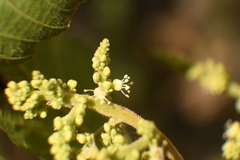 Thouinia tomentosa