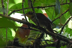 Automolus ochrolaemus