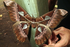 Rothschildia aurota