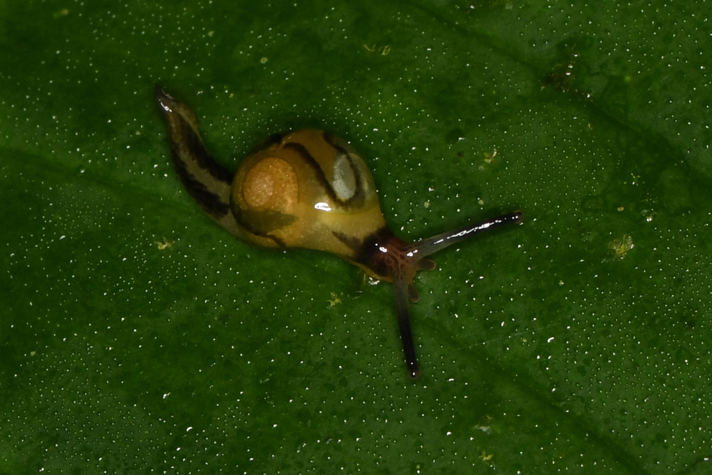 Tikoconus katyae