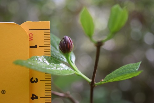 Calycanthus image
