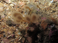 Aplidium punctum