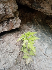 Asplenium pumilum