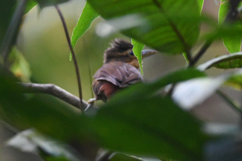 Fawn-throated Foliage-gleaner (Automolus cervinigularis), photo 10