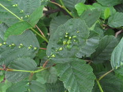 Eriophyoidea