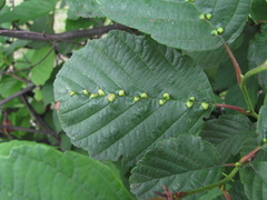 Eriophyoidea
