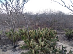 Tacinga palmadora