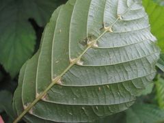 Eriophyoidea