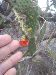 Tacinga palmadora