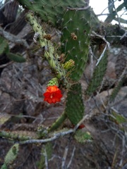 Tacinga palmadora