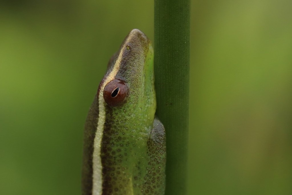 Power's Reed Frog