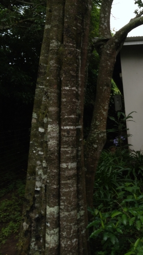 Donella viridifolia, photograph 6