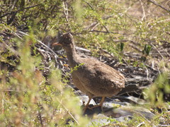 Nothoprocta pentlandii