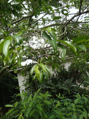 Image of Donella viridifolia by (c) Rosemary Harrison, some rights reserved (CC BY-SA)