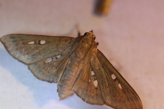 Phostria