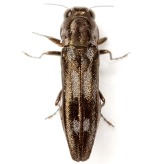Agrilus acaciae