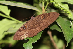 Erebus walkeri