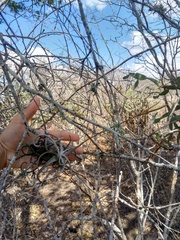 Tillandsia streptocarpa